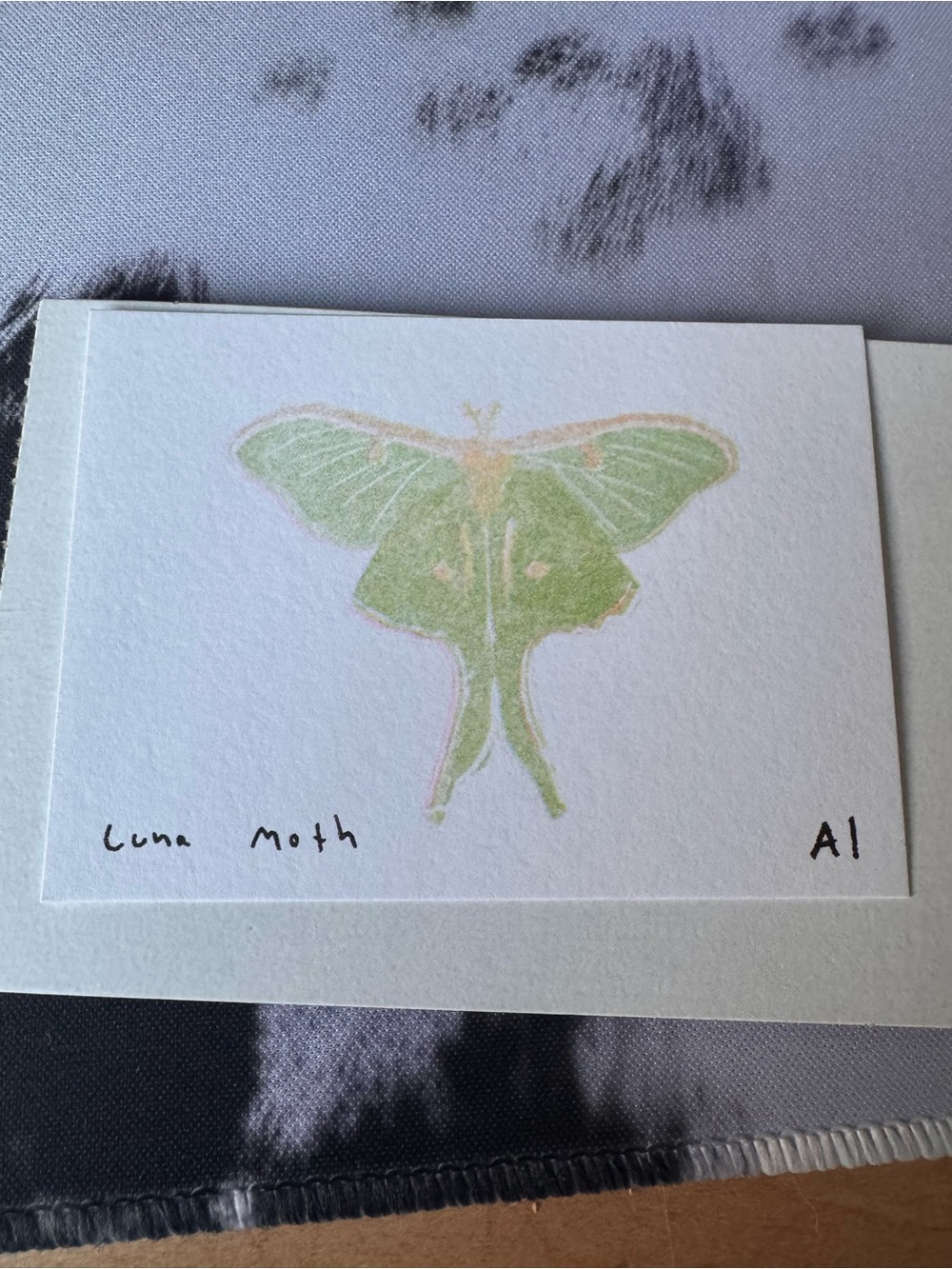 Inciardi- Luna Moth